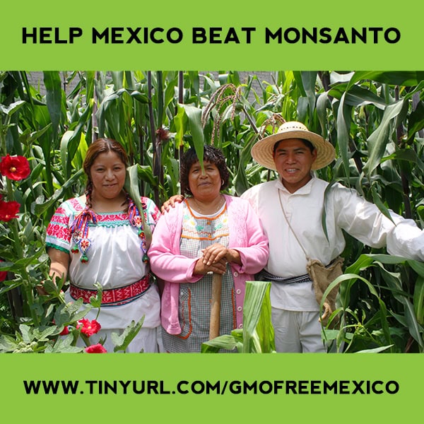 MexicoCornFarmers_GMOFreeUSA_Website